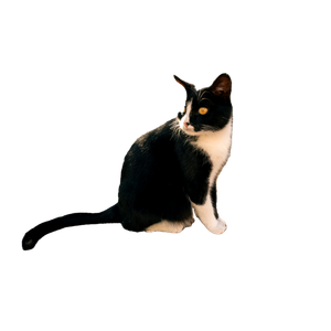 A Black And White Cat Sitting On A Sunlit Stone Ledge In A Charming Outdoor Setting. 16896 - Cat PNG image with transparent background